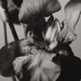 orchid-detail-1539987711_1587501509