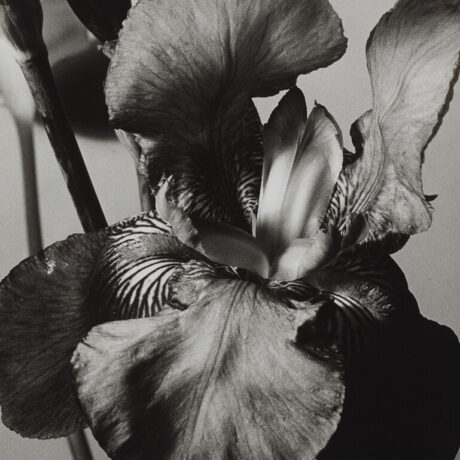 orchid-detail-1539987711_1587501509