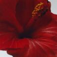 images - 2026-06-17T095346.906