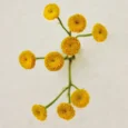 atelier-des-fleurs-immortelle___241202