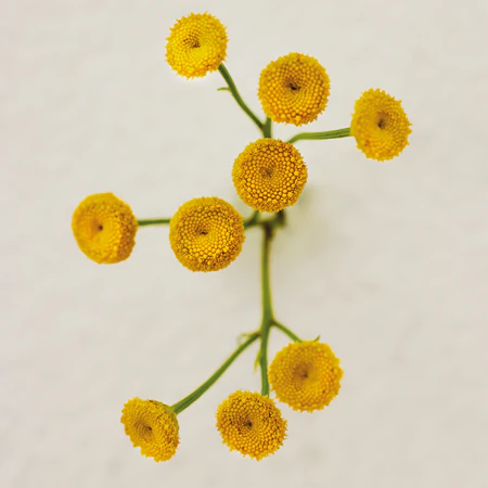 atelier-des-fleurs-immortelle___241202