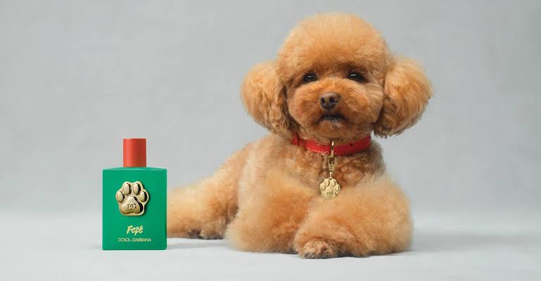 Dolce & Gabbana Fefé Fragrance Mist For Dogs 100 ml - imagine 2